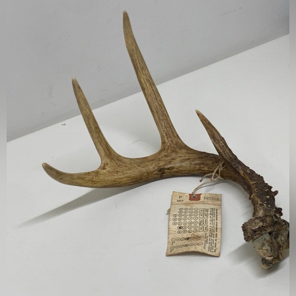 Vintage Upper Peninsula Michigan Deer Antler 15.3oz/433g 1977 - Picture 2 of 14